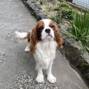 キャバリア【・女の子・2019年5月26日・ブレンハイム】