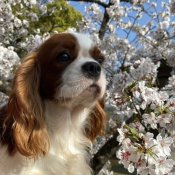 キャバリア【・女の子・2019年5月26日・ブレンハイム】