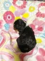 キャバリア【福岡県・男の子・2019年3月22日・トライ】の写真4
