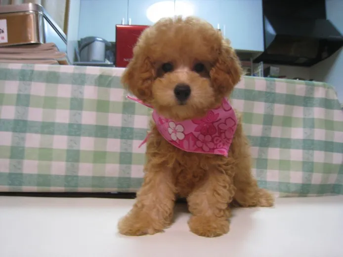 ID:1208-00433の子犬