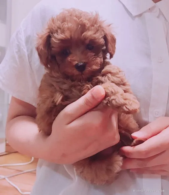 ID：1708-01655の子犬