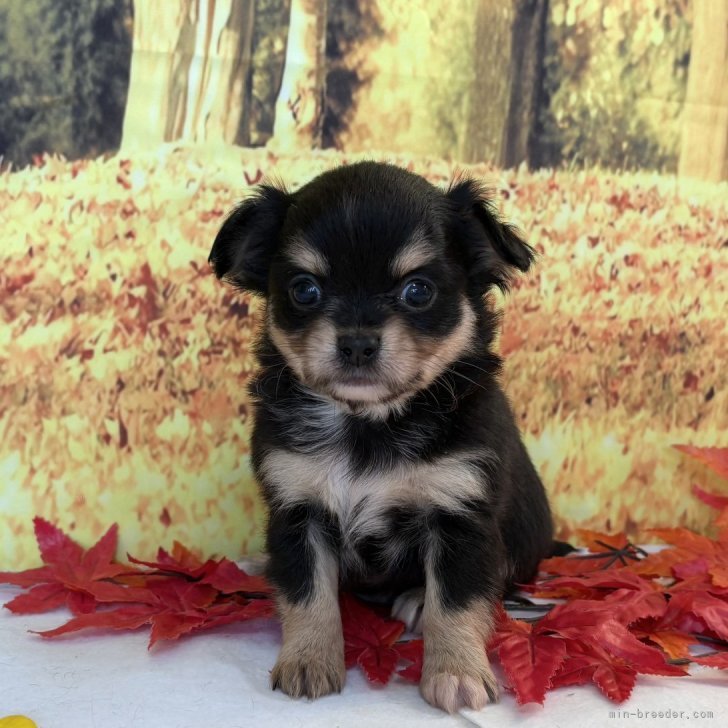 ブリーダー画像