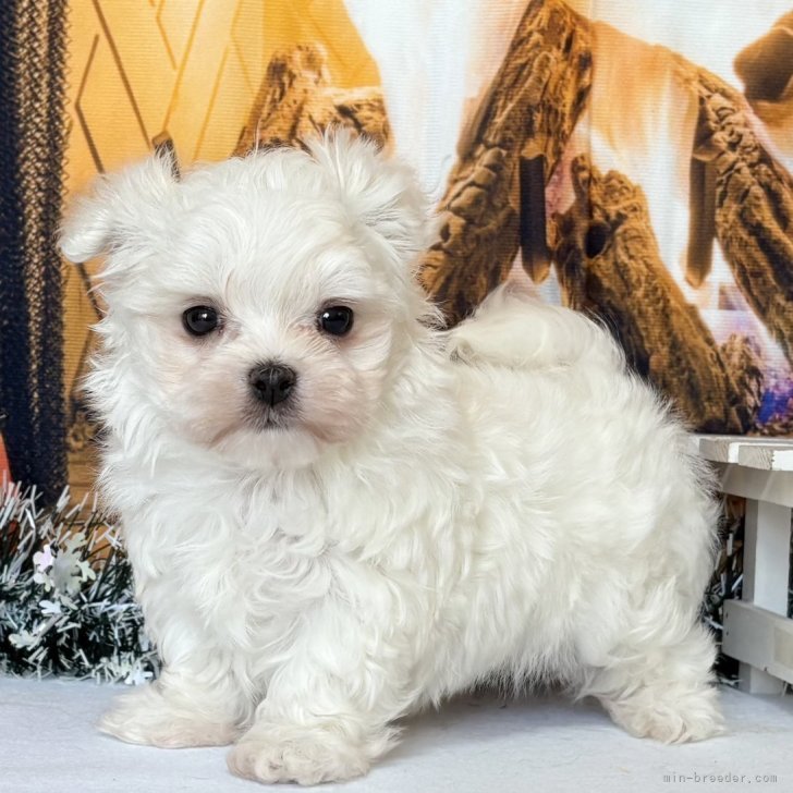 ブリーダー画像