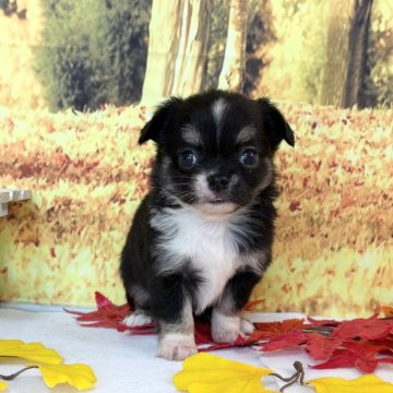 チワワ(ロング)【秋田県・女の子・2025年10月10日・ブラックタン&ホワイト】の写真「可愛い女の子💕」