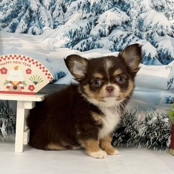 チワワ(ロング)【秋田県・男の子・2025年11月5日・チョコタン】の写真「可愛い男の子💕」