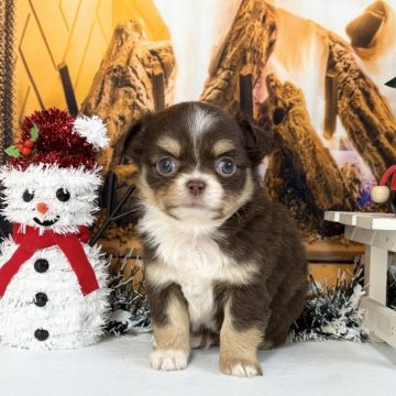 チワワ(ロング)【秋田県・男の子・2025年11月5日・チョコタン】の写真「可愛い男の子💕」