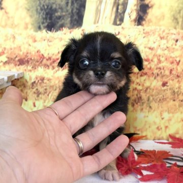 チワワ(ロング)【秋田県・男の子・2025年10月10日・ブラックタン&ホワイト】の写真「可愛い男の子💕」