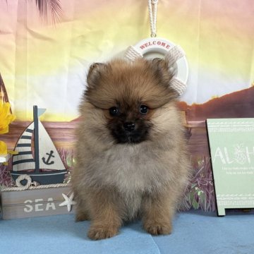 ポメラニアン【秋田県・女の子・2025年7月21日・オレンジセーブル】の写真「可愛い女の子🩷」