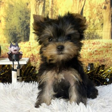 ヨークシャーテリア【秋田県・女の子・2025年9月1日・スチールブルー&タン】の写真「可愛い女の子🩷」