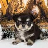 チワワ(ロング)