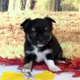 チワワ(ロング)