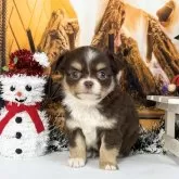 チワワ(ロング)