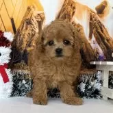 タイニープードル