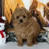 タイニープードル