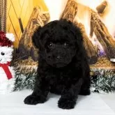 トイプードル(トイ)