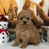 タイニープードル