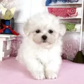 マルチーズ