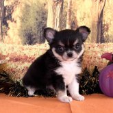 チワワ(ロング)