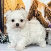 マルチーズ【秋田県・男の子・2025年10月9日・ホワイト】の写真1