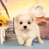 マルチーズ