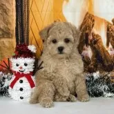 トイプードル(トイ)