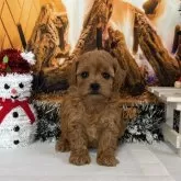 タイニープードル