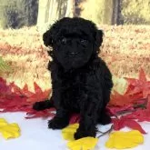 タイニープードル