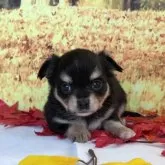 チワワ(ロング)【秋田県・男の子・2025年10月10日・ブラックタン&ホワイト】の写真2「、」