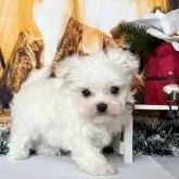 マルチーズ【秋田県・男の子・2025年10月9日・ホワイト】の写真3