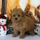 タイニープードル【秋田県・女の子・2025年10月21日・アプリコット】の写真5