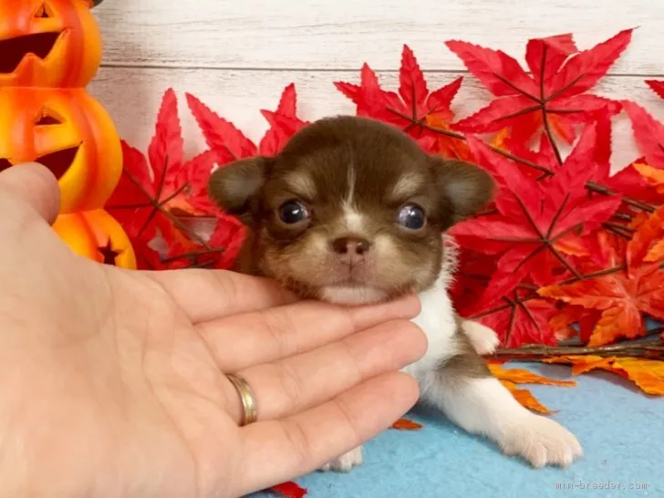 ID:2011-00662の子犬