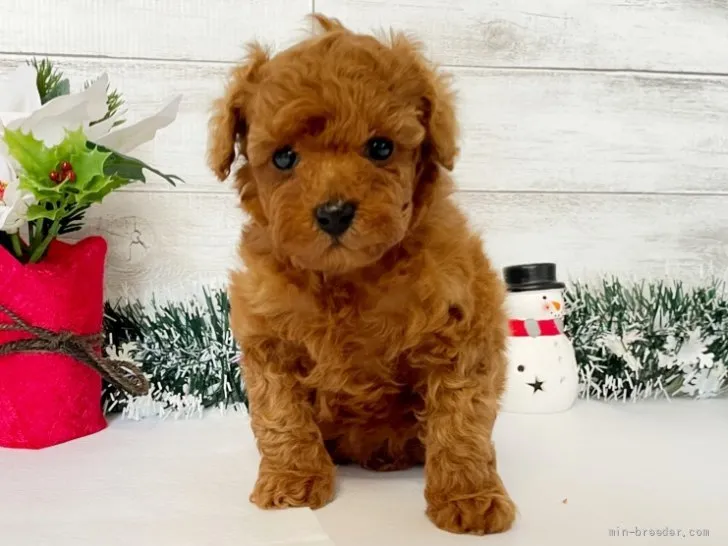 ID：2201-00023の子犬