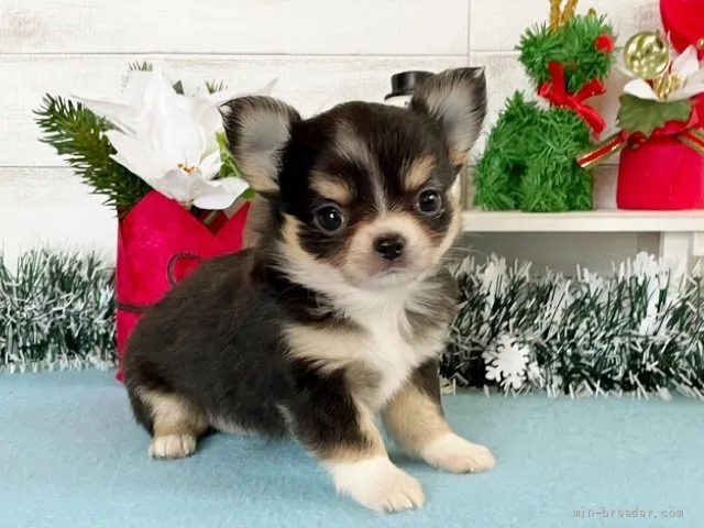 まー 様のお迎えした子犬