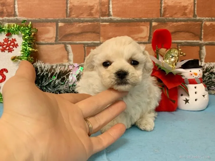 S 様のお迎えした子犬