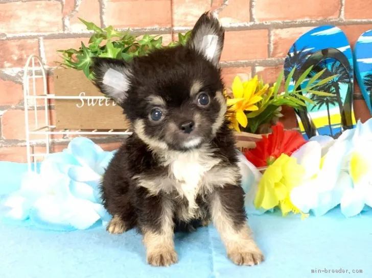 ID：2007-03134の子犬