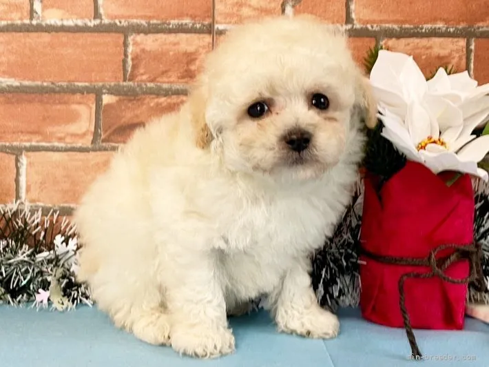 ID：2202-02253の子犬