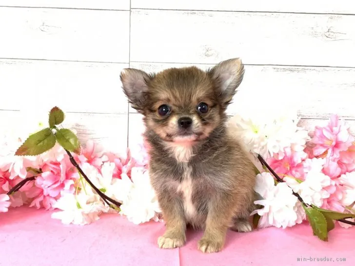 フクちゃんママ 様のお迎えした子犬