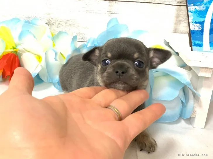 むうちゃんず 様のお迎えした子犬