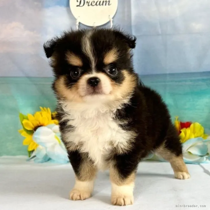 ID:2306-04054の子犬