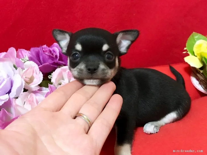 ひろみん 様のお迎えした子犬