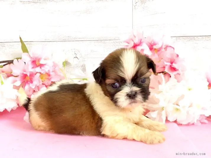ID：2008-02101の子犬