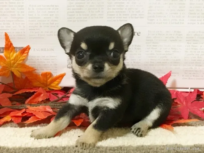 しほ 様のお迎えした子犬