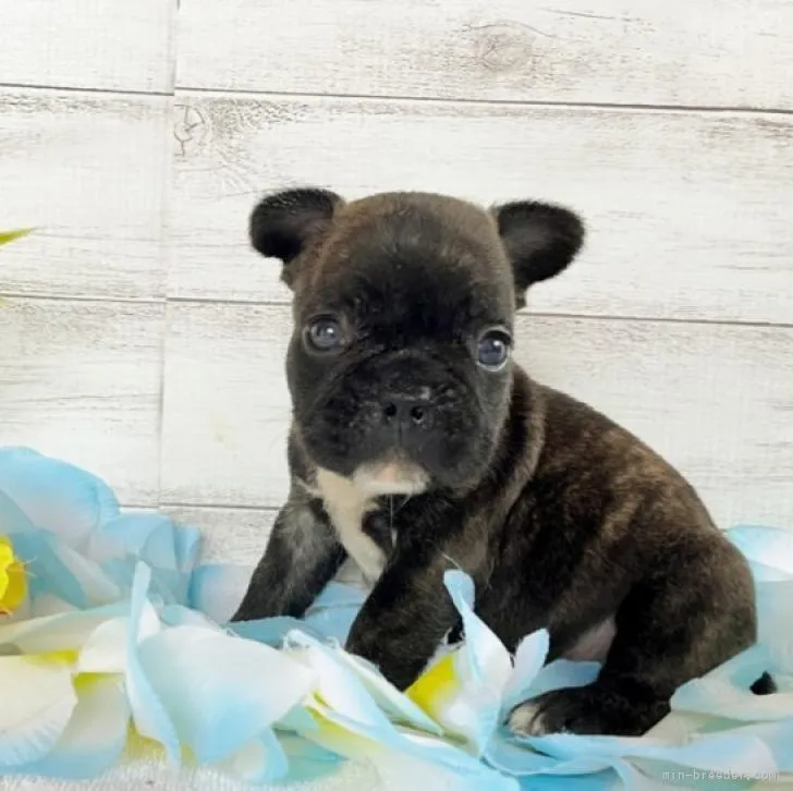 ID:2207-04322の子犬