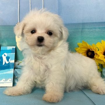 マルチーズ【秋田県・男の子・2023年6月16日・ホワイト】の写真「良血統の可愛い男の子💕」