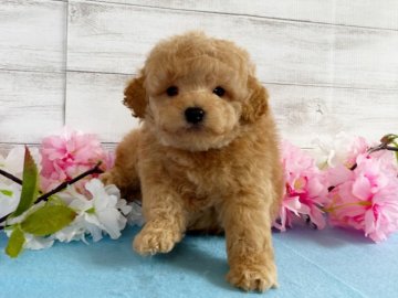 トイプードル(トイ)【秋田県・男の子・2022年2月10日・アプリコット】の写真「可愛い男の子🥰」