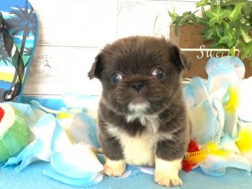 チワペキ(チワワ×ペキニーズ)【秋田県・女の子・2020年7月21日・ブルー&ホワイト】の写真「小さな可愛い女の子❤️」