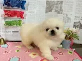 ペキニーズ【秋田県・男の子・2019年1月25日・クリーム】の写真1「３月１７日撮影、」
