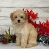 タイニープードル【秋田県・女の子・2022年8月20日・クリーム(ホワイトに近い)】の写真1「１０月２９日撮影」