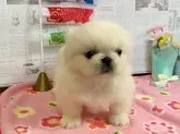 ペキニーズ【秋田県・男の子・2019年1月25日・クリーム】の写真3「３月１７日撮影」