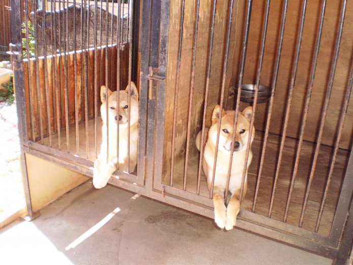 犬舎風景写真｜小川　俊夫(おがわ　としお)ブリーダー(三重県・柴犬・日本犬保存会登録)の紹介写真1